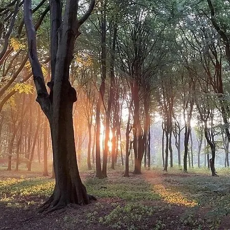 Sana Hideout, Romantisch Boshuisjes Voor 2 Naast Het Bos En Sauna Drome Chalet Putten