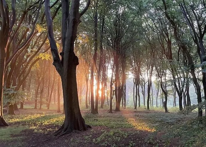Sana Hideout, Romantisch Boshuisjes Voor 2 Naast Het Bos En Sauna Drome Chalet Putten